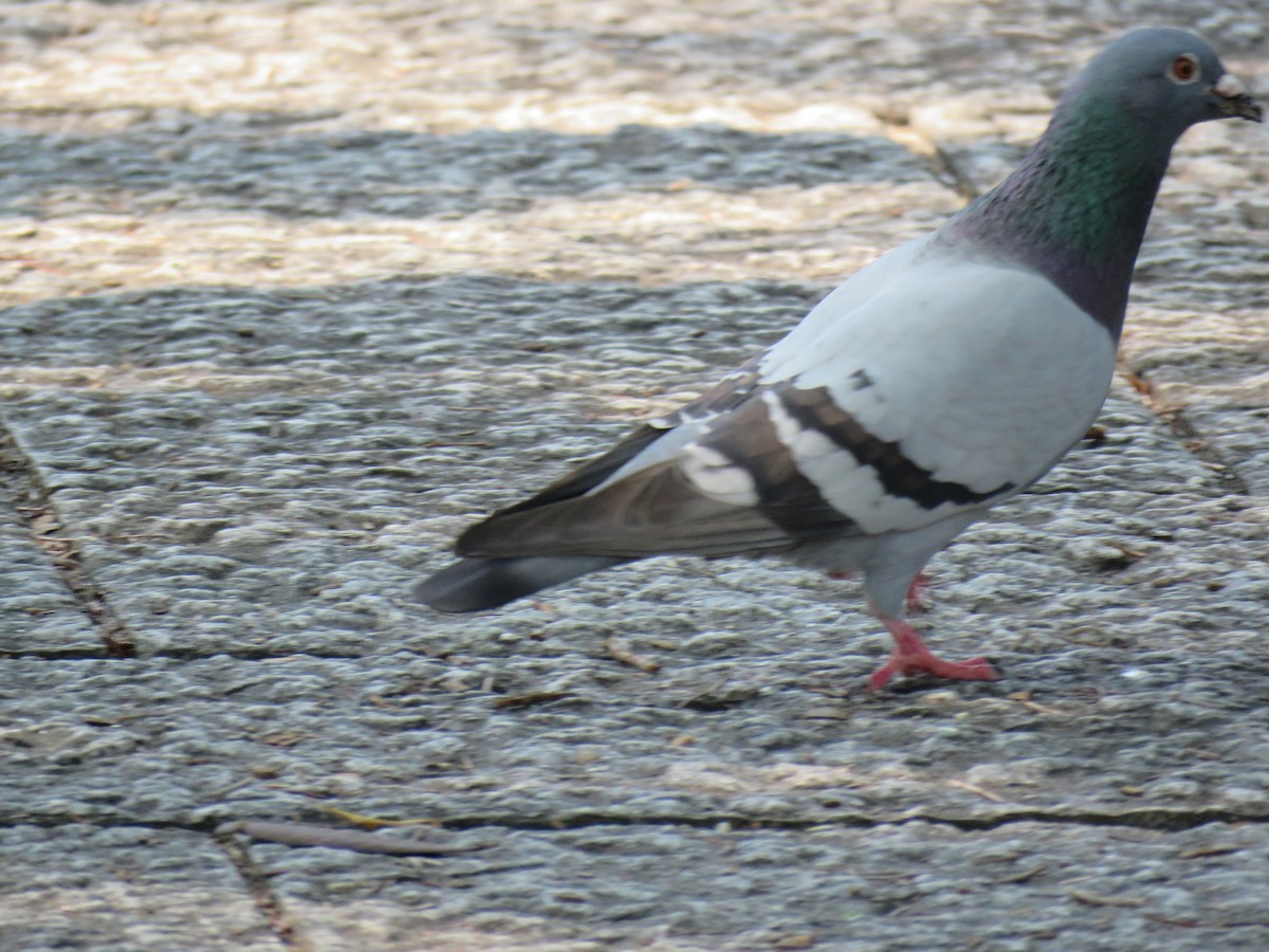 Rock Pigeon (Feral Pigeon) - ML620280860