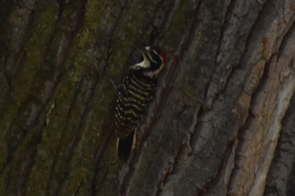 Nuttall's Woodpecker - ML620280861