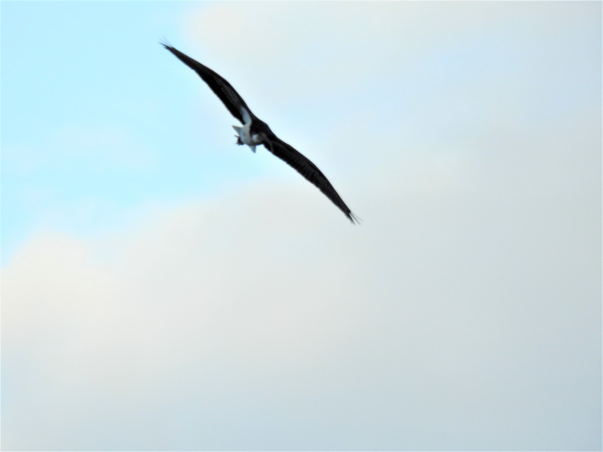 Straw-necked Ibis - ML620280863