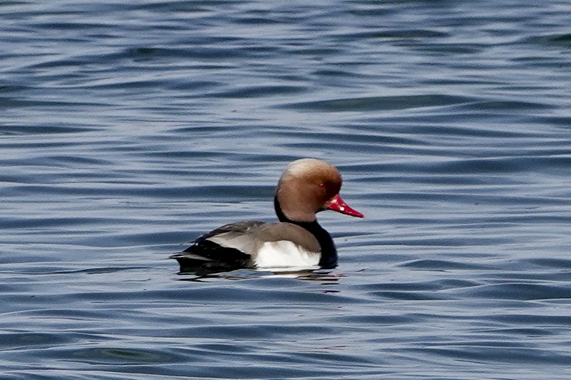 Red-crested Pochard - ML620280868