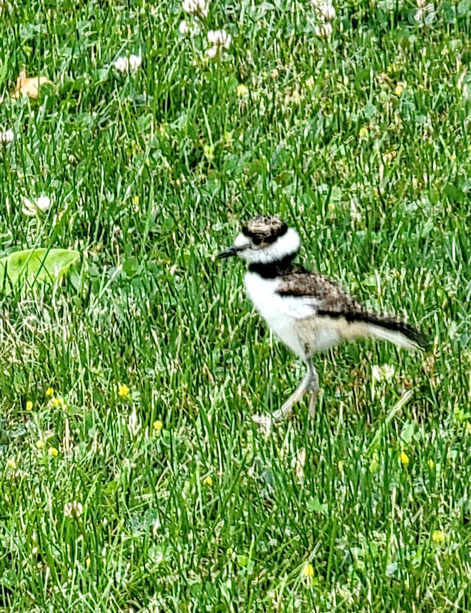 Killdeer - ML620280870