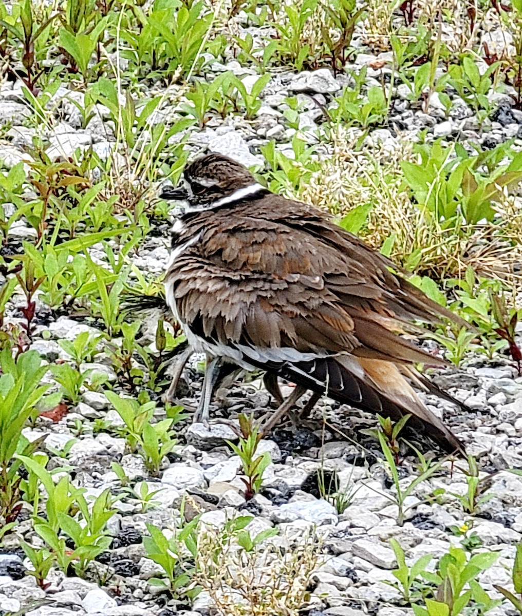 Killdeer - ML620280872