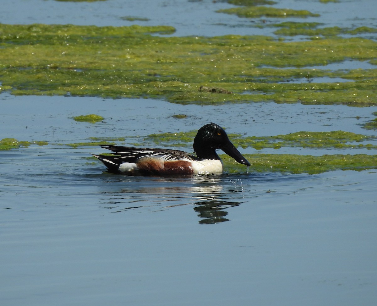 Northern Shoveler - ML620280876