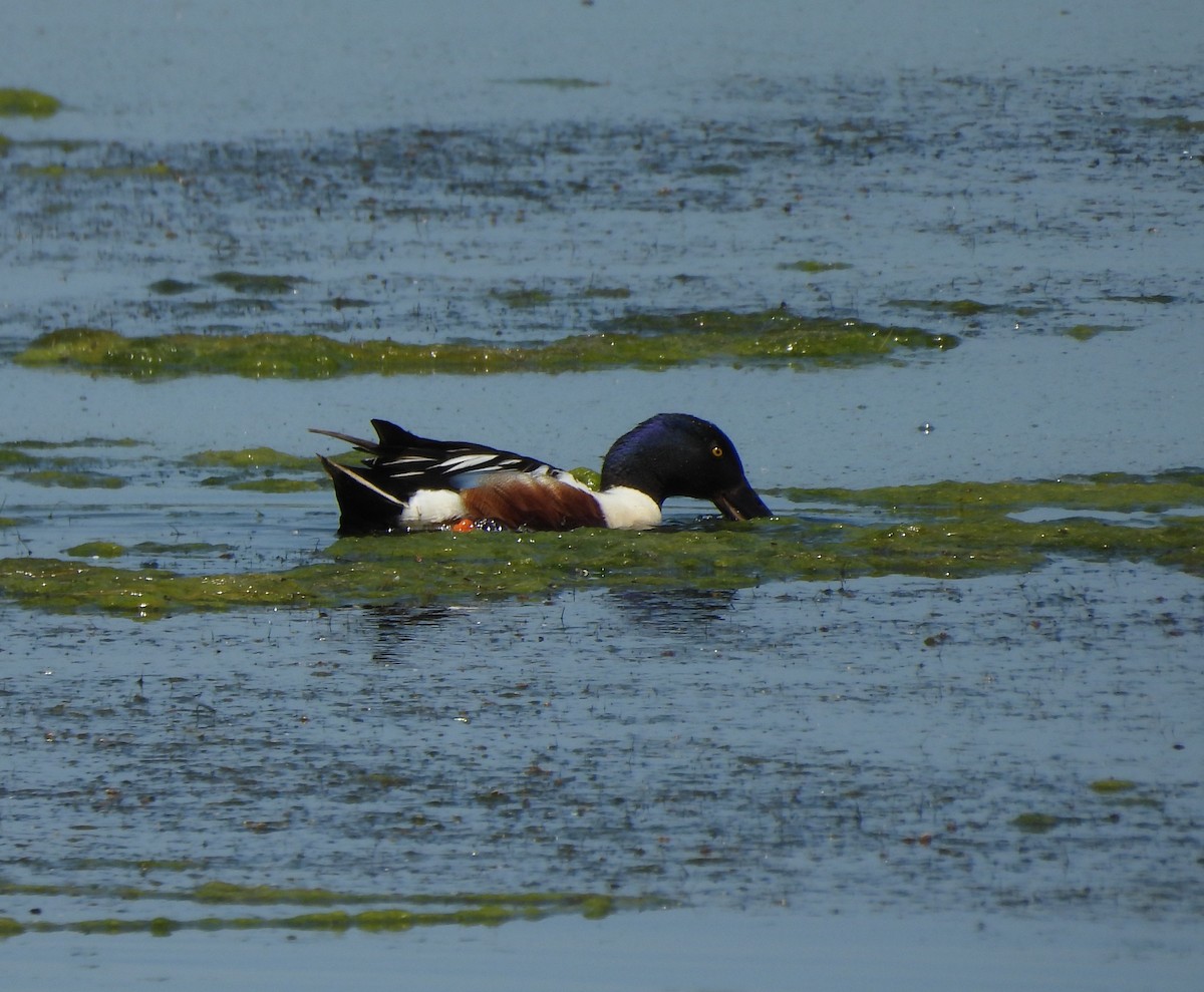 Northern Shoveler - ML620280881