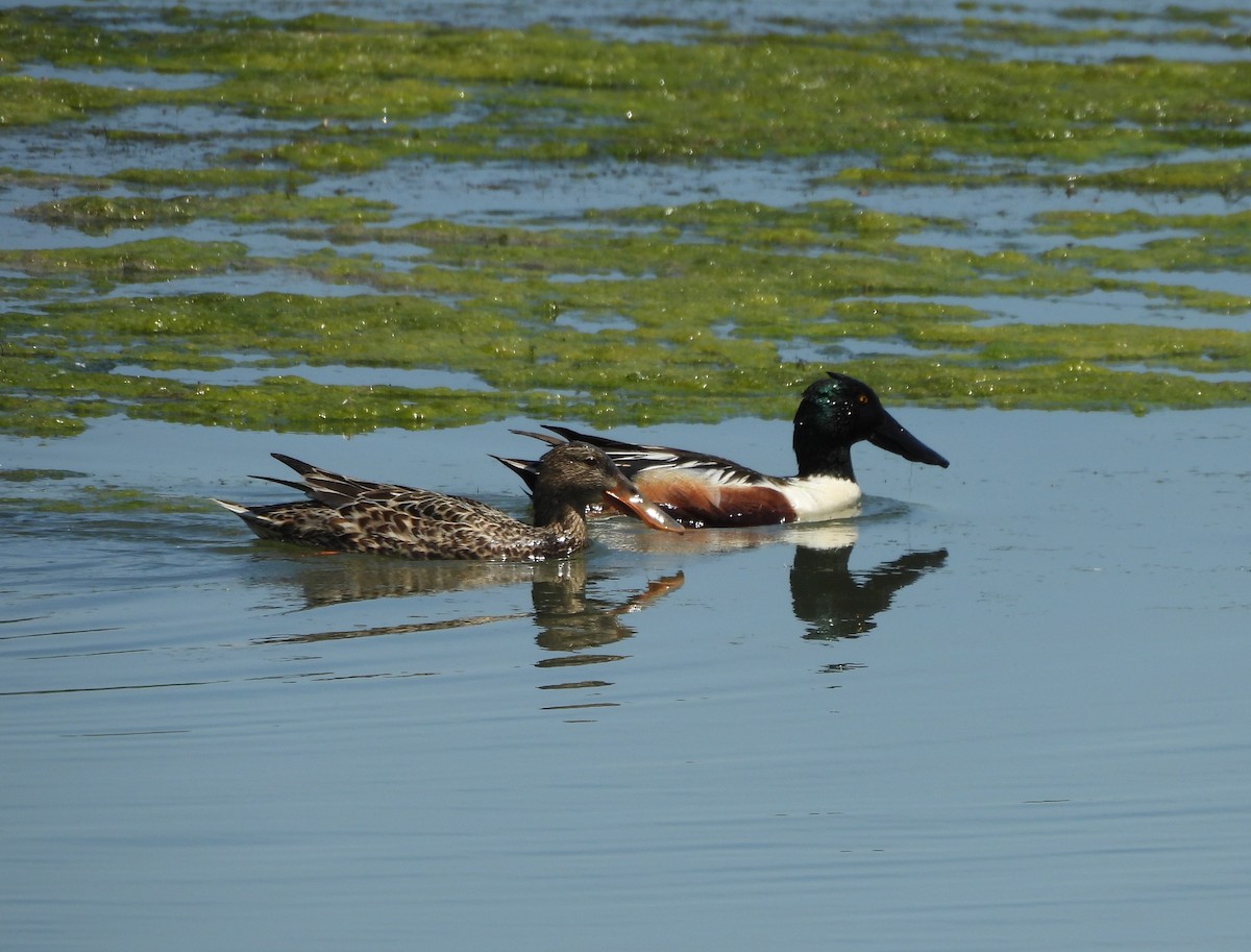 Northern Shoveler - ML620280882