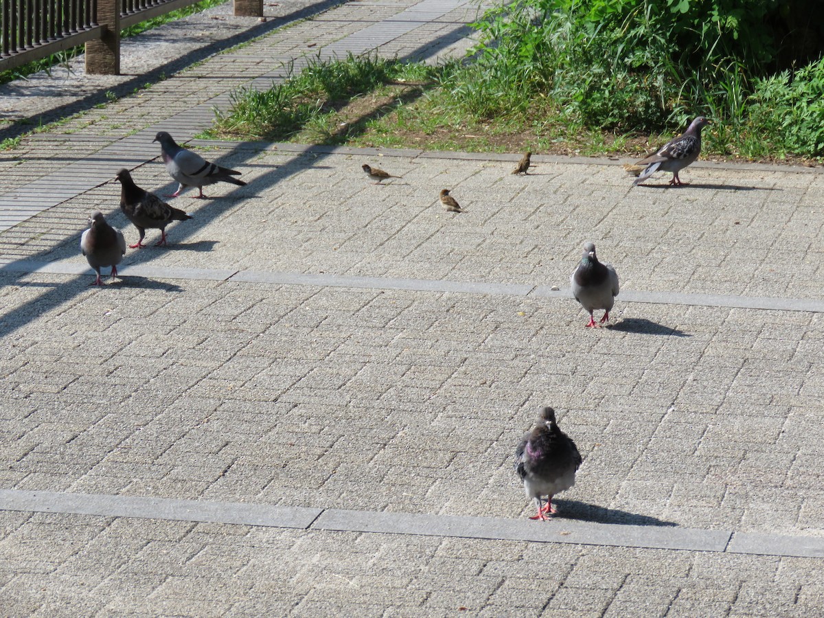 Rock Pigeon (Feral Pigeon) - ML620280884