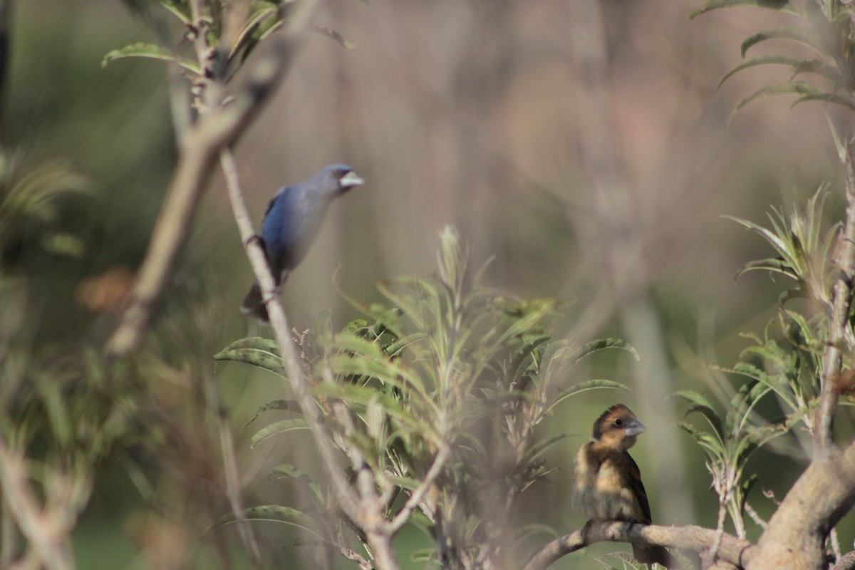 Blue Grosbeak - ML620280886