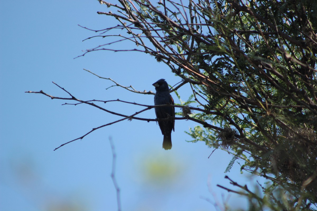 Blue Grosbeak - ML620280890