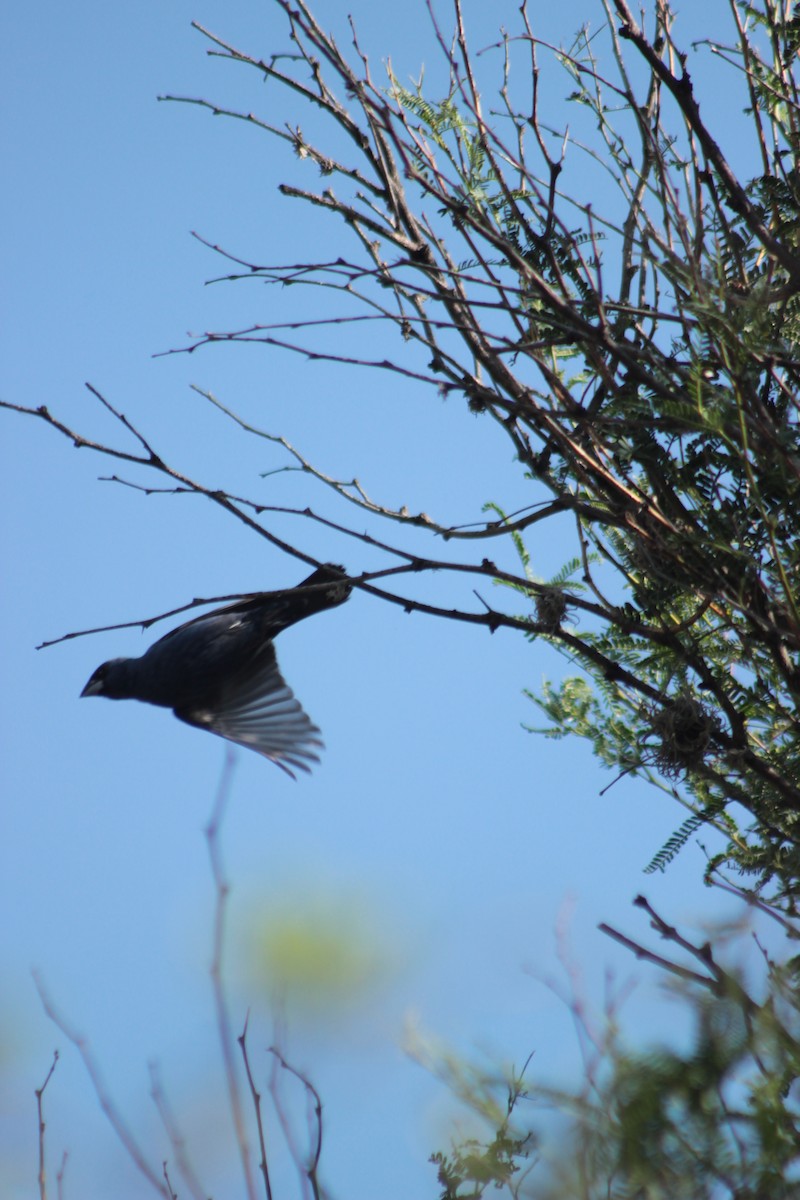 Blue Grosbeak - ML620280891