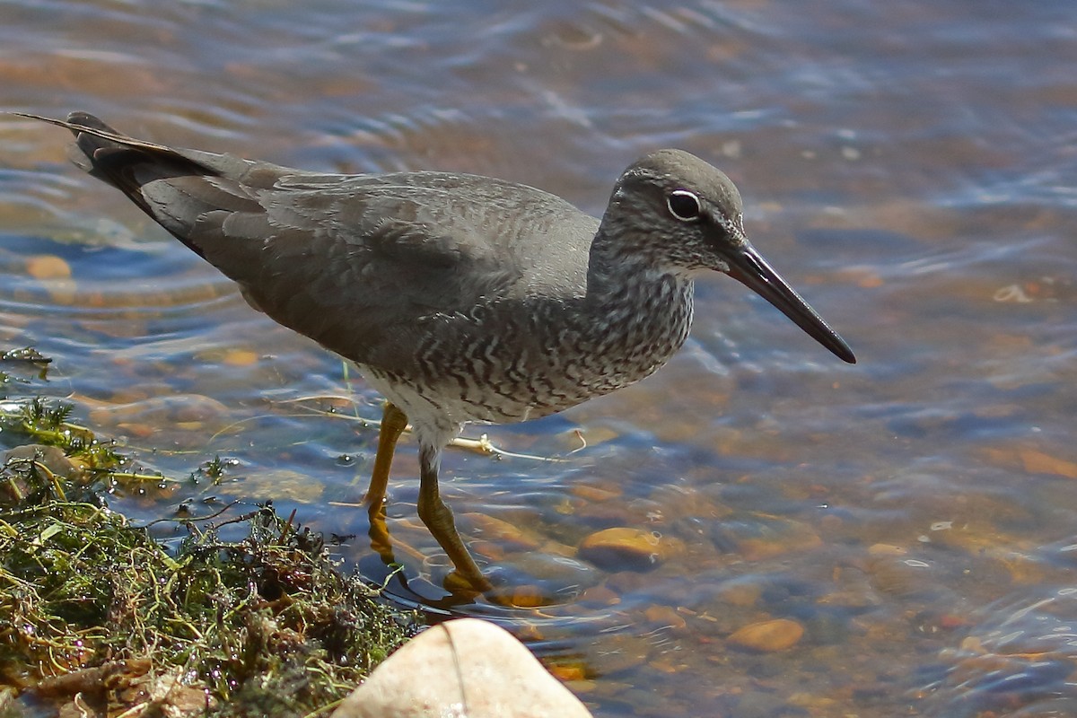 Wandering Tattler - Douglas Faulder