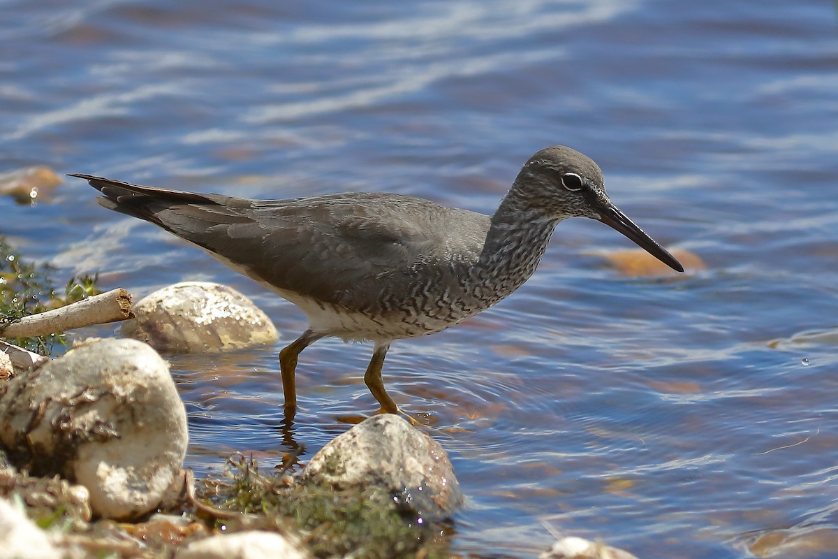 Wandering Tattler - ML620280901