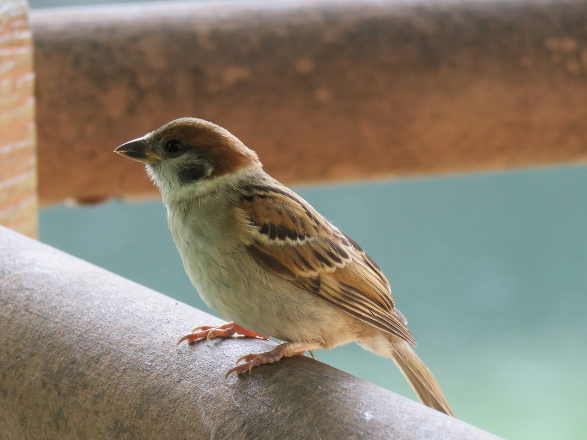 Eurasian Tree Sparrow - ML620280905