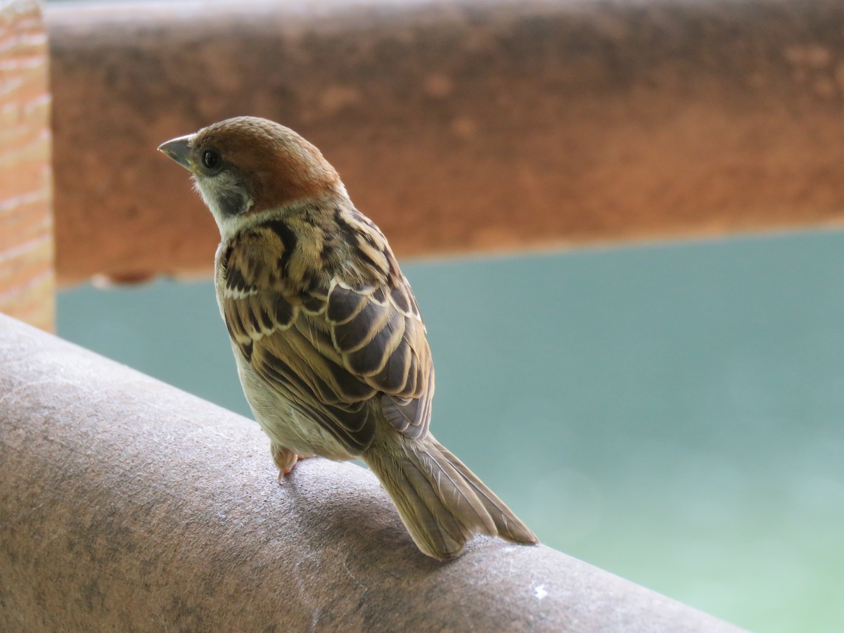 Eurasian Tree Sparrow - ML620280907