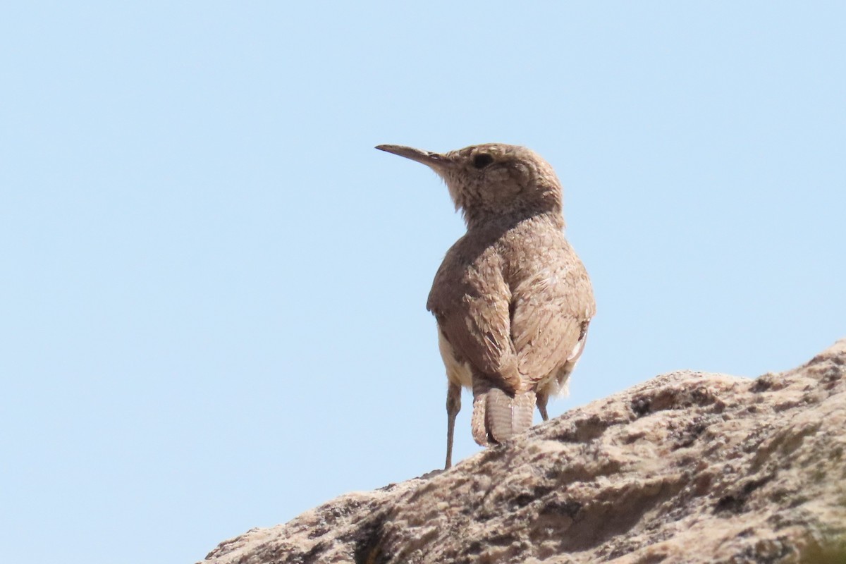 Rock Wren - ML620280908