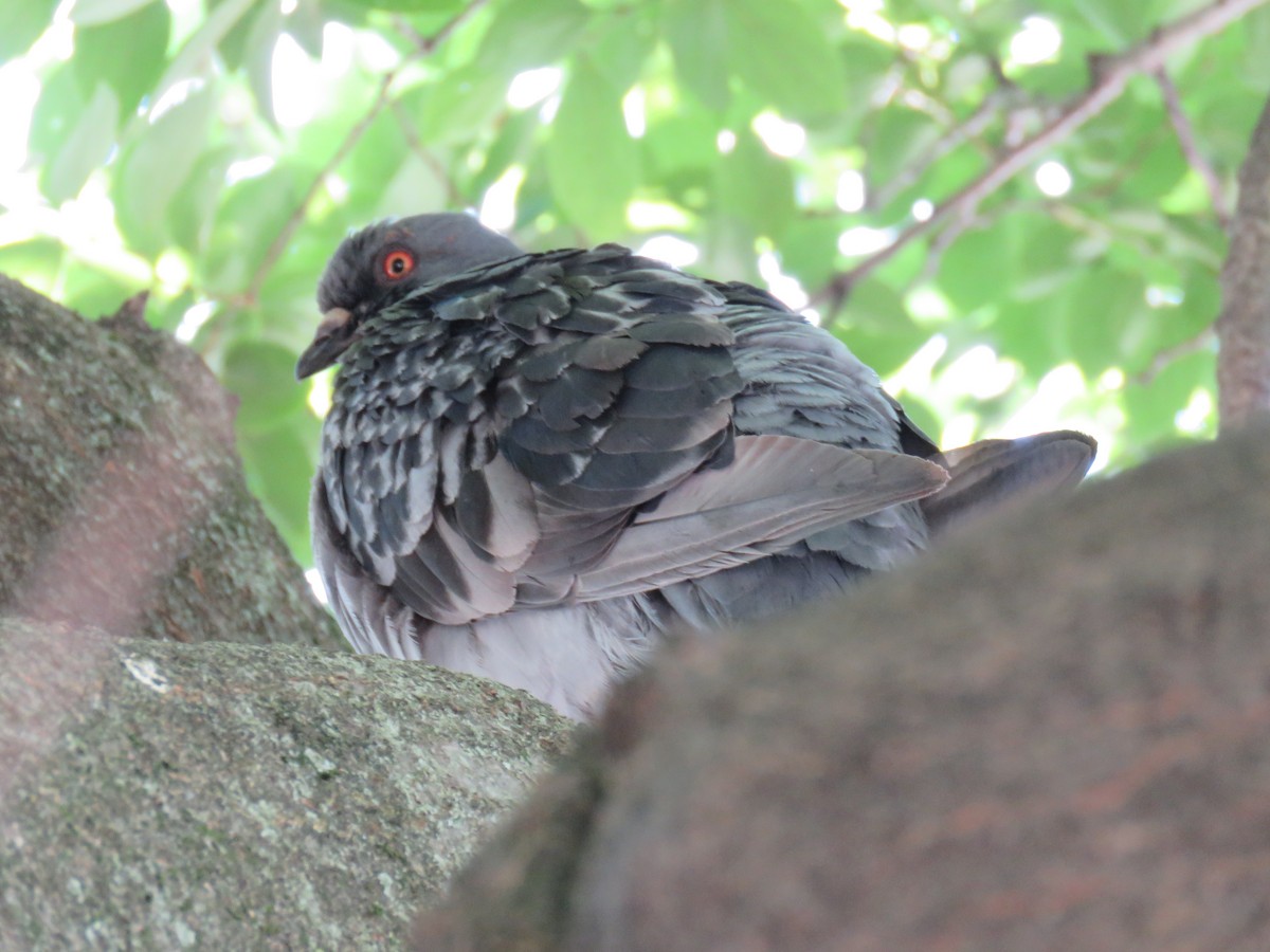 Rock Pigeon (Feral Pigeon) - ML620280913