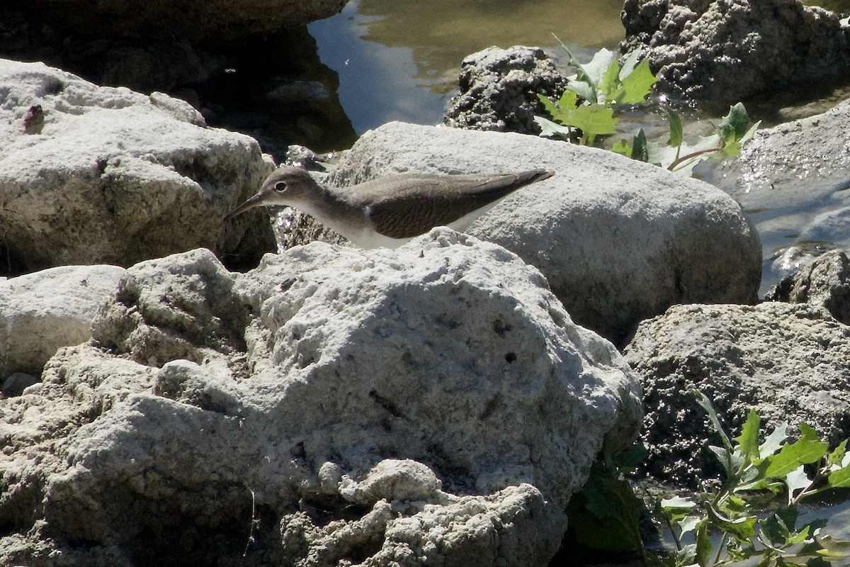 Spotted Sandpiper - ML620280924