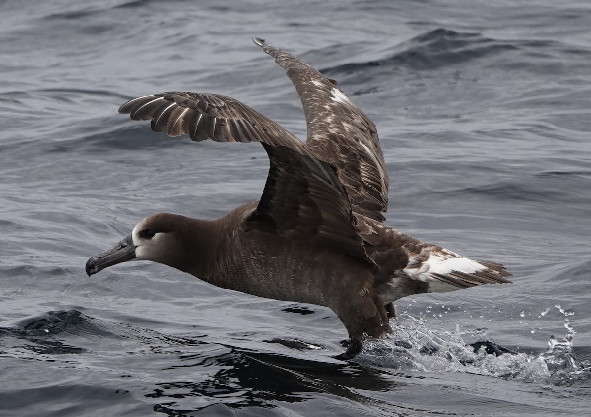 Albatros à pieds noirs - ML620280926