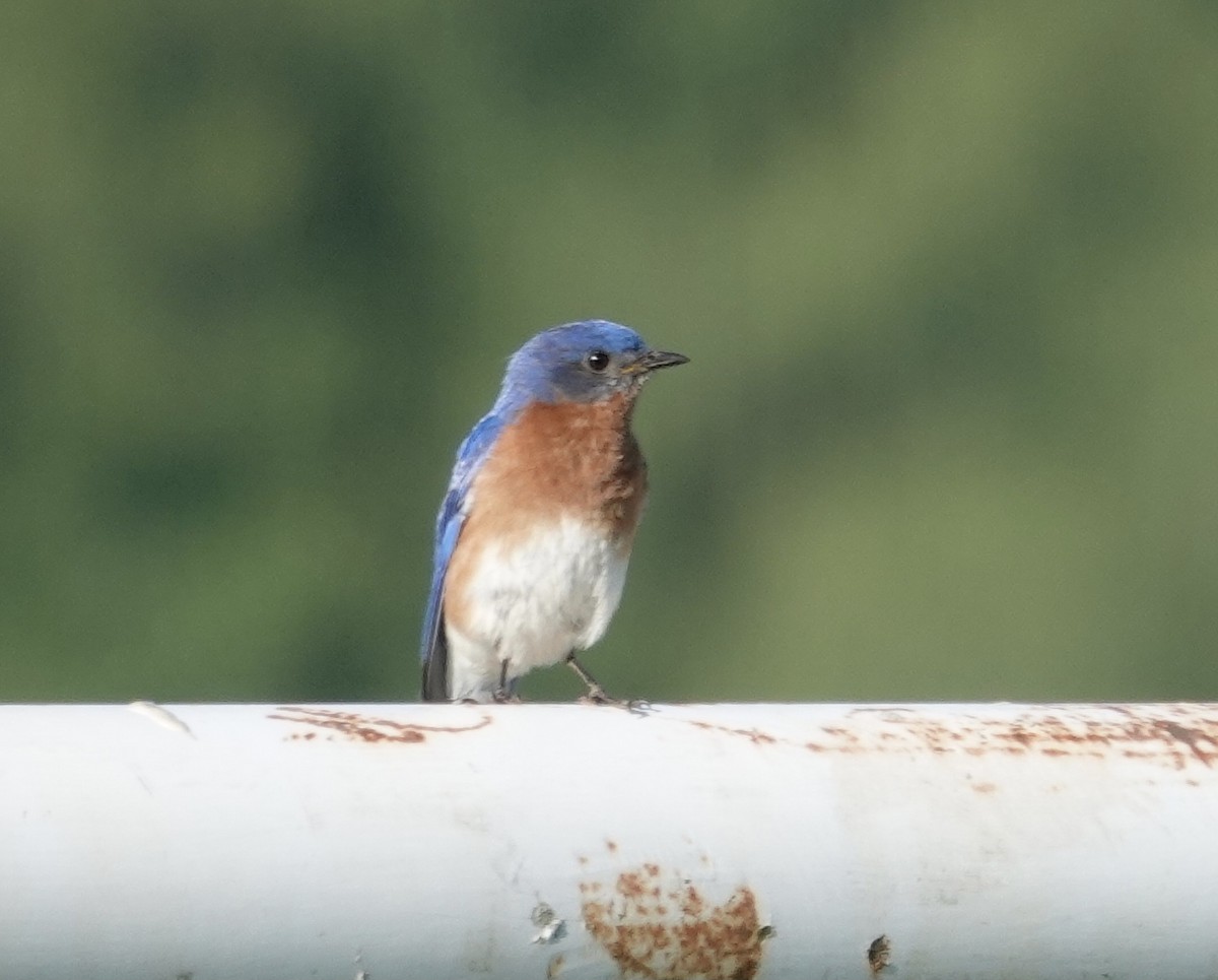 Eastern Bluebird - ML620280940