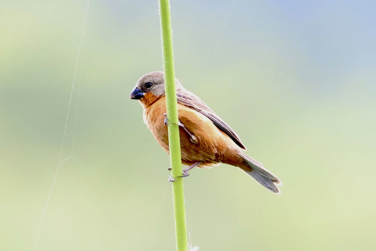 Ruddy-breasted Seedeater - ML620280942