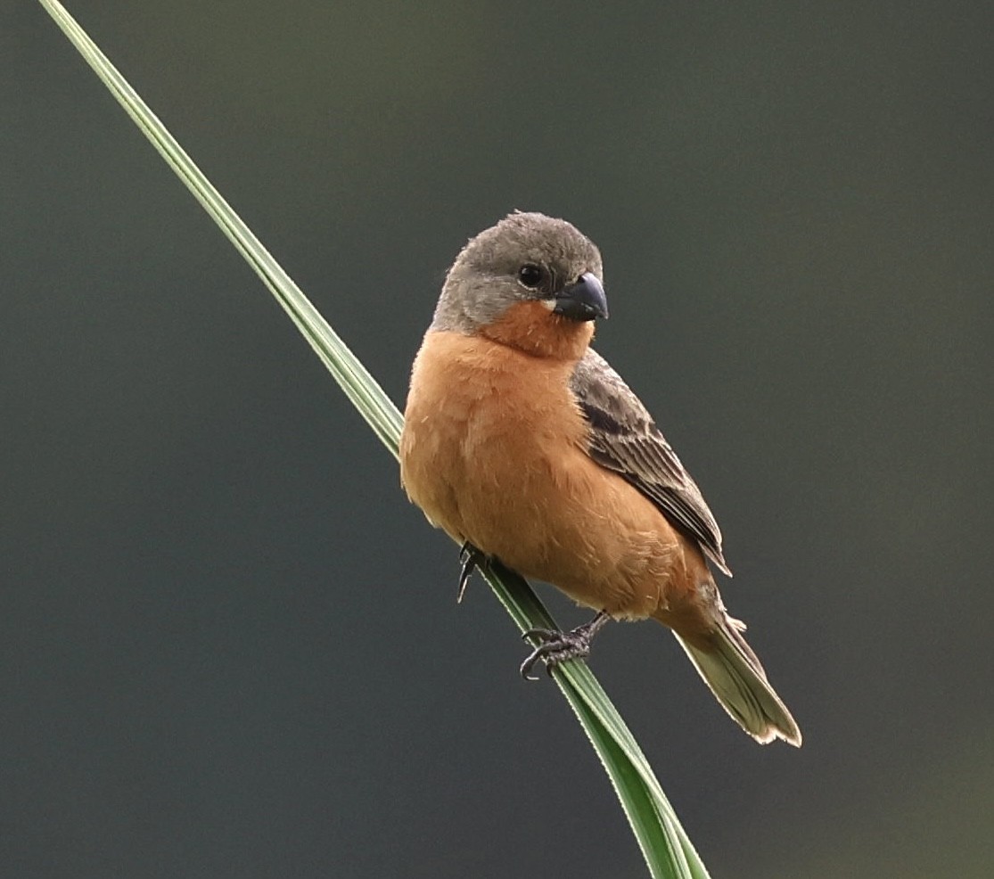 Ruddy-breasted Seedeater - ML620280943