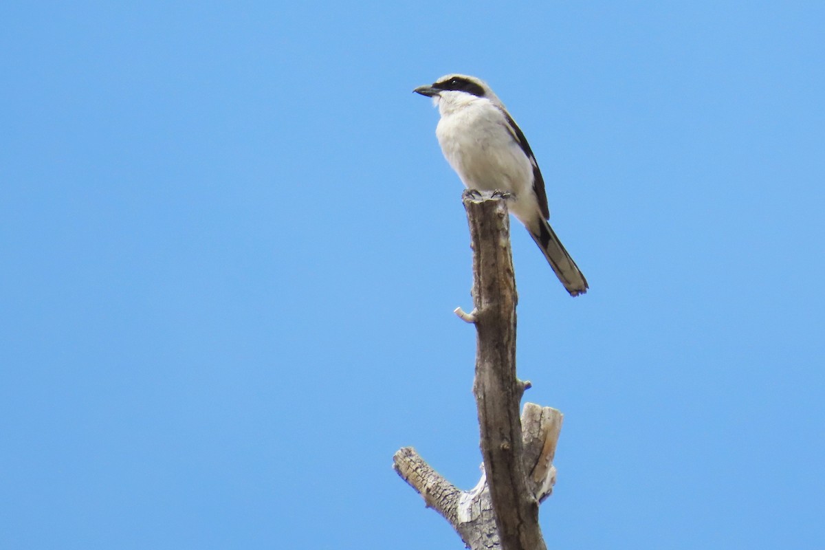 Loggerhead Shrike - ML620280944