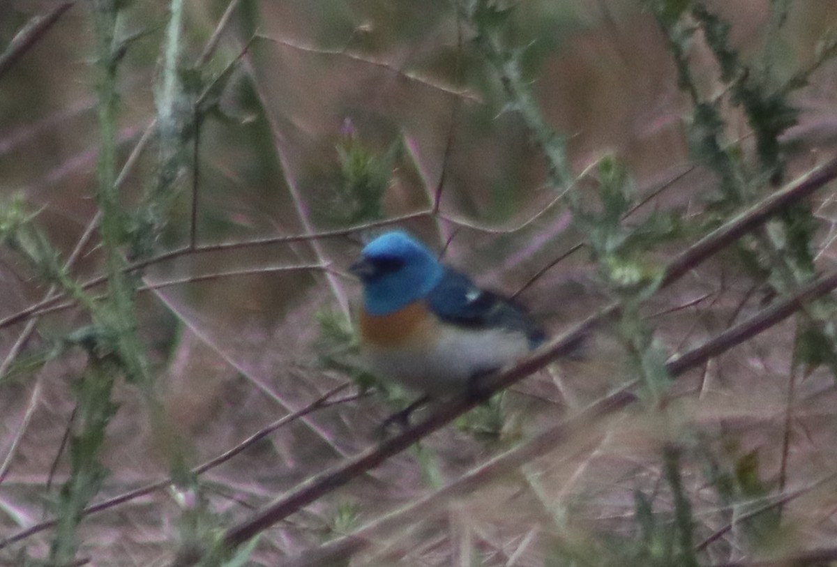 Lazuli Bunting - ML620280949