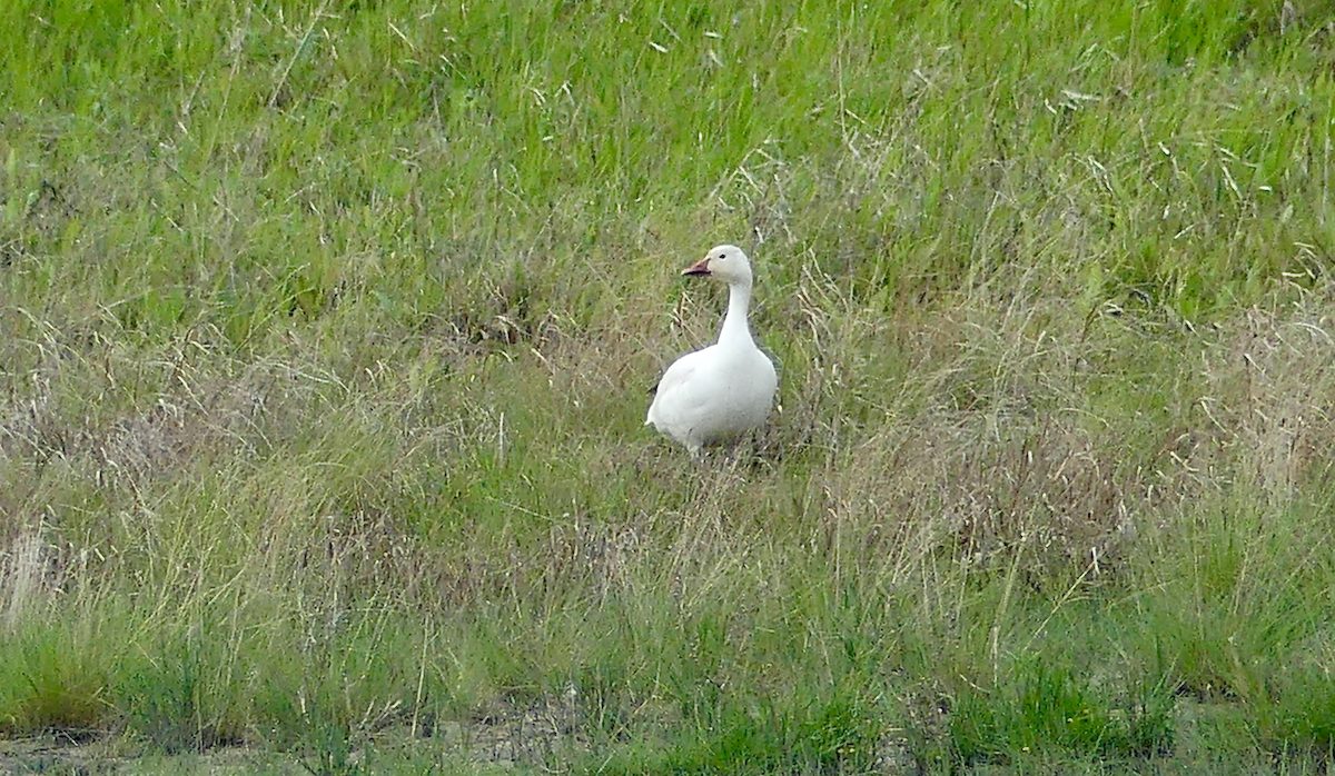 Snow Goose - ML620280958