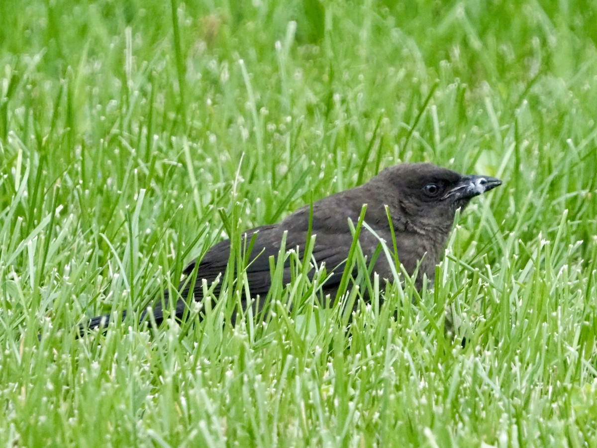 Common Grackle - ML620280963