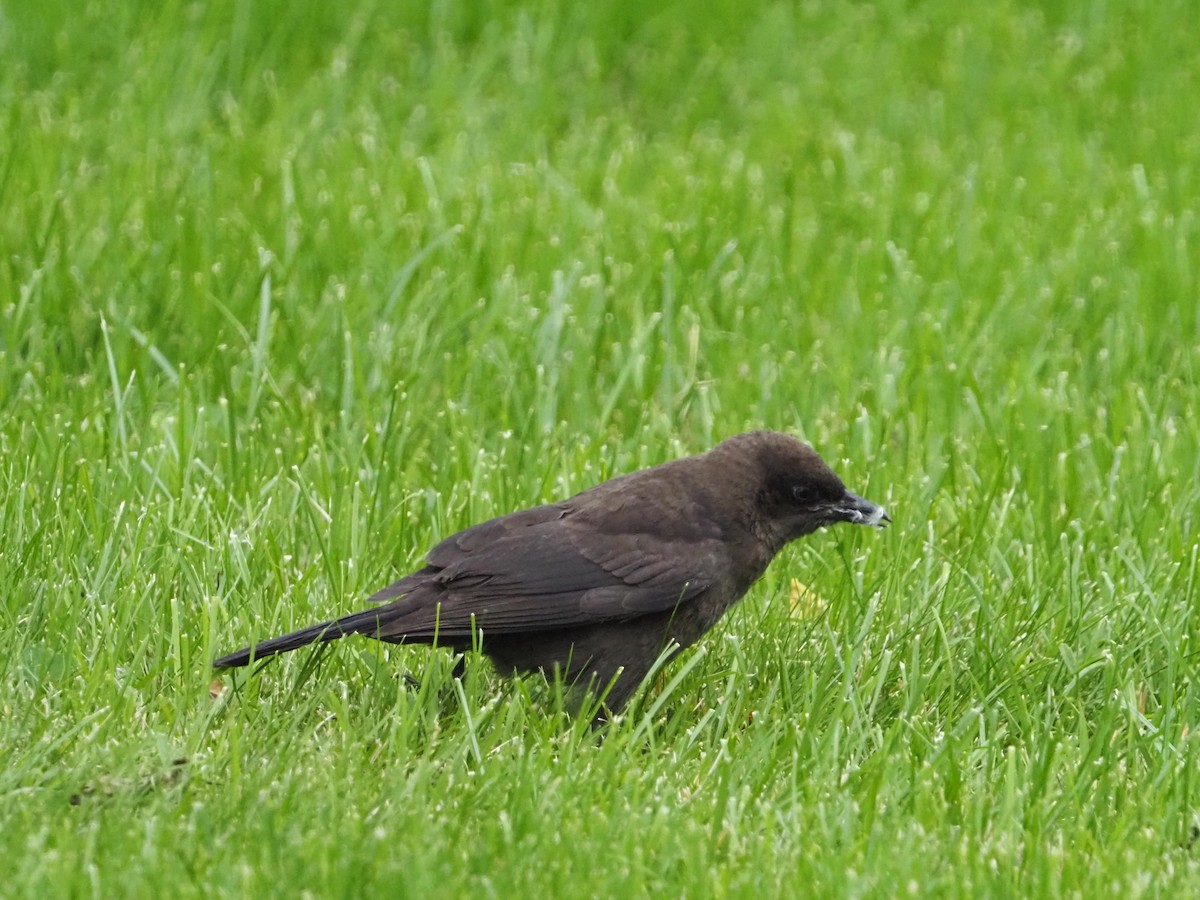 Common Grackle - ML620280964