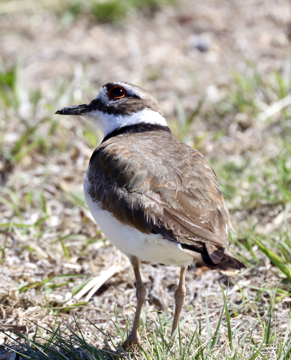 Killdeer - ML620280967