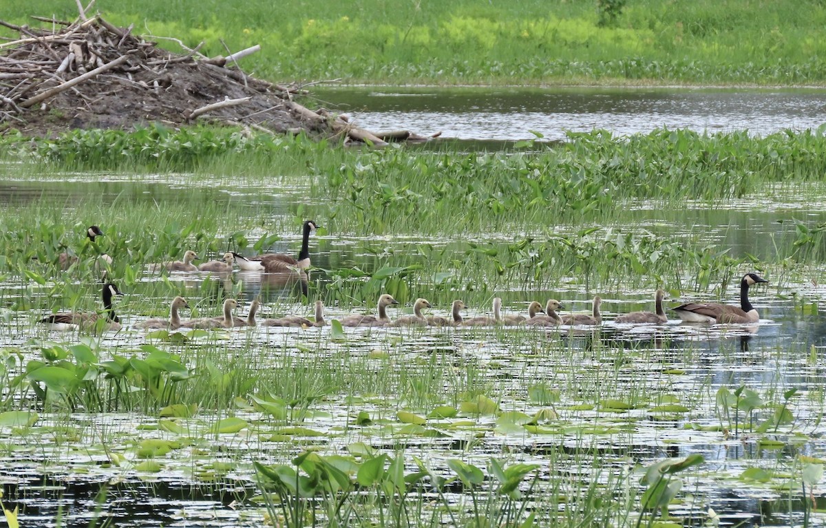 Canada Goose - Emily Dunning