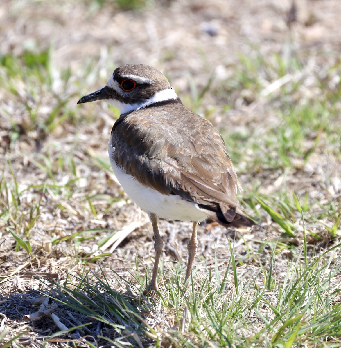 Killdeer - ML620280973