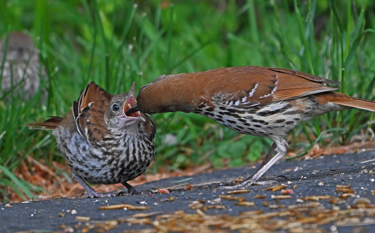 Brown Thrasher - ML620280975