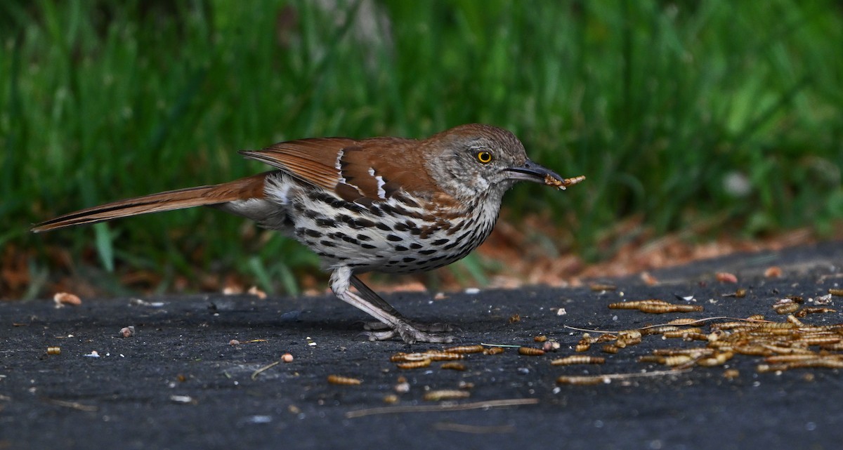 Brown Thrasher - ML620280978