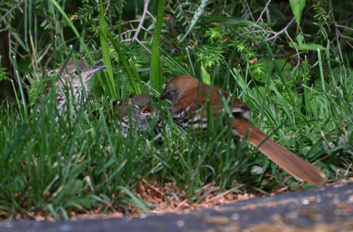 Brown Thrasher - ML620280979