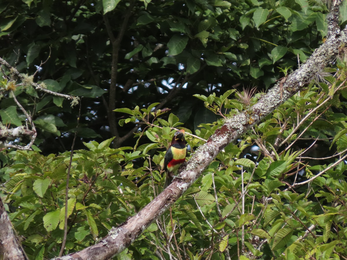 Chestnut-eared Aracari - ML620280982