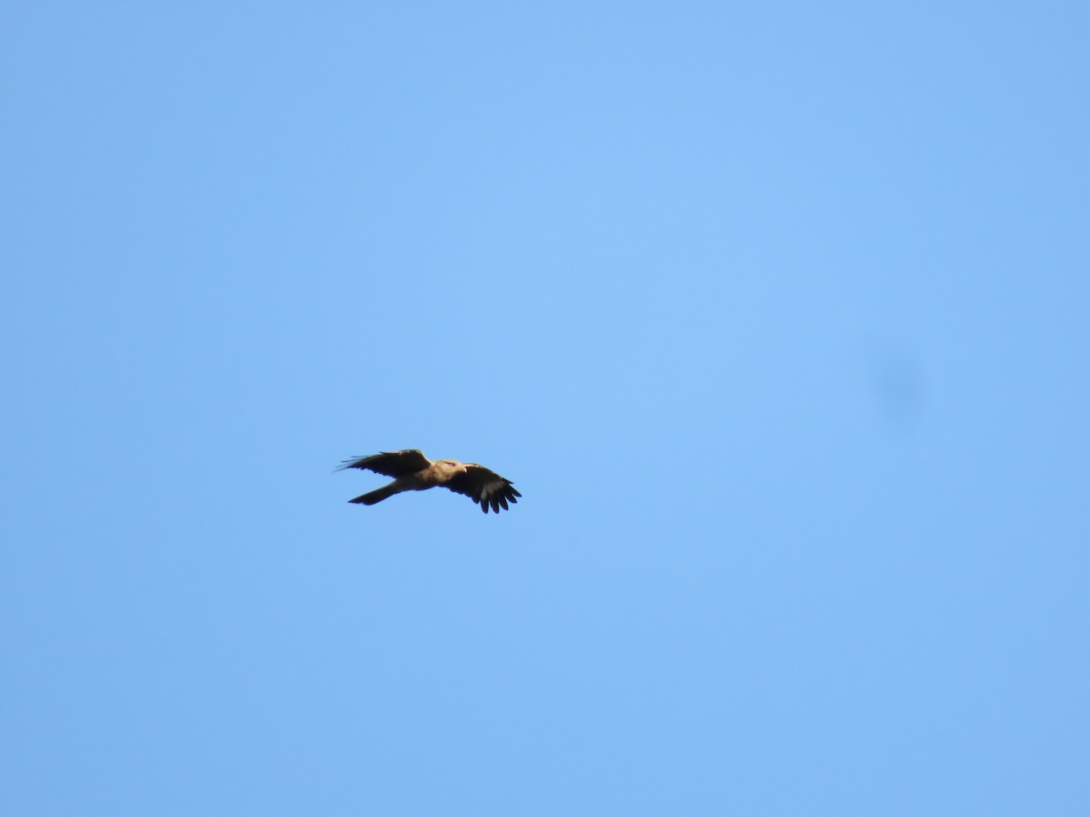 Caracara Chimachima - ML620280984