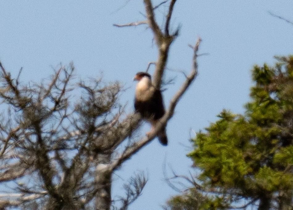 Crested Caracara - ML620280985