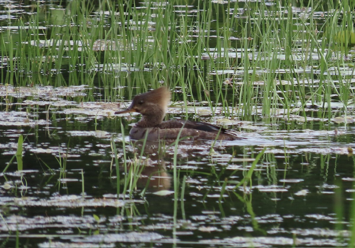 Hooded Merganser - ML620280989