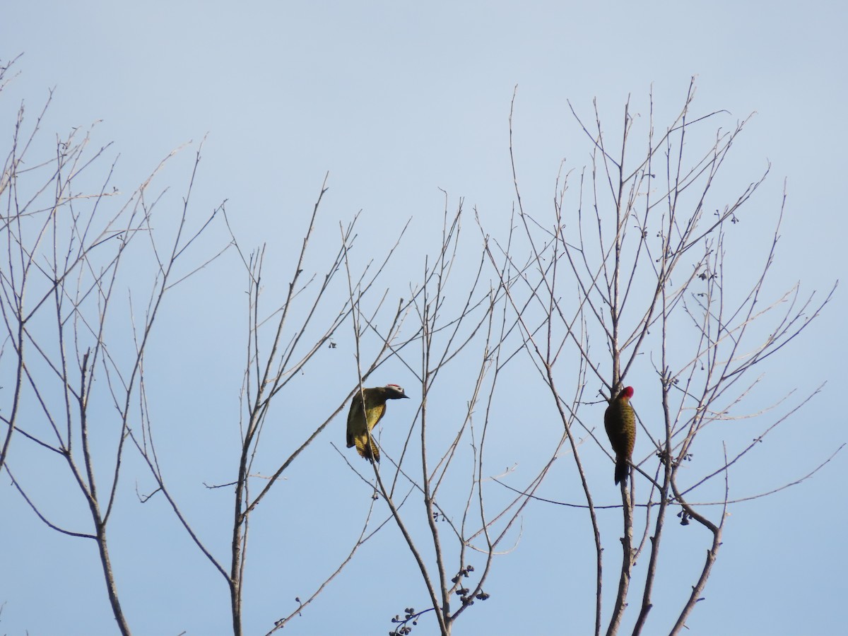 Spot-breasted Woodpecker - ML620280990