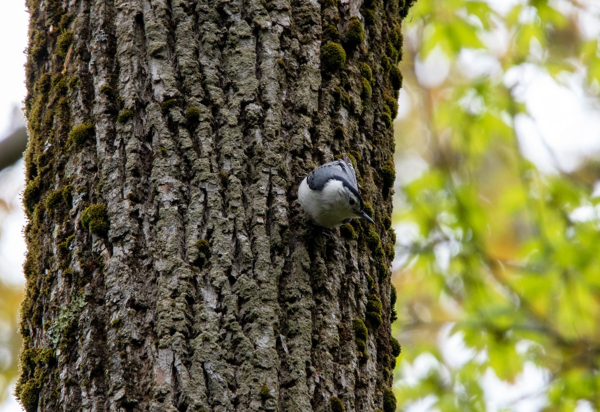 White-breasted Nuthatch - ML620280991