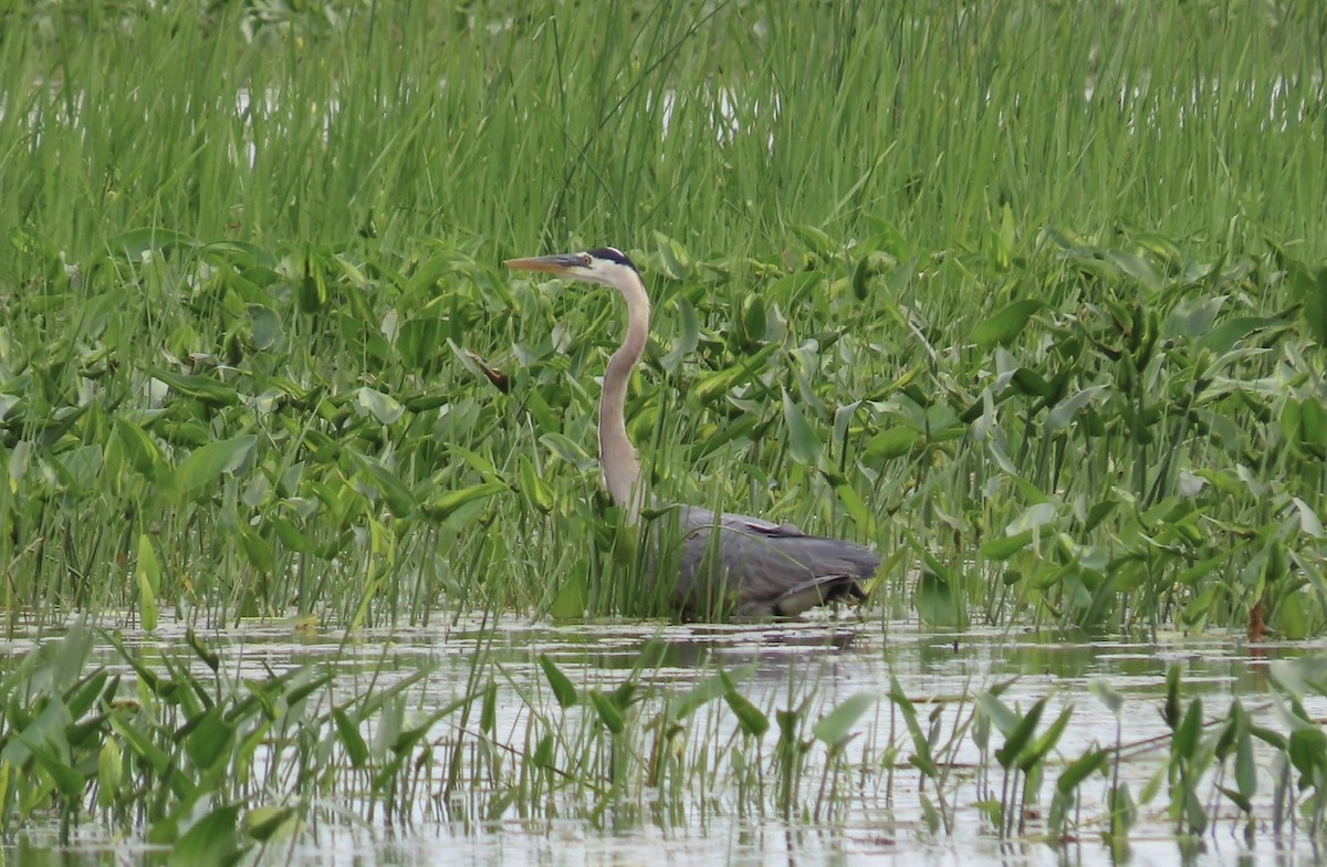 Great Blue Heron - ML620280997