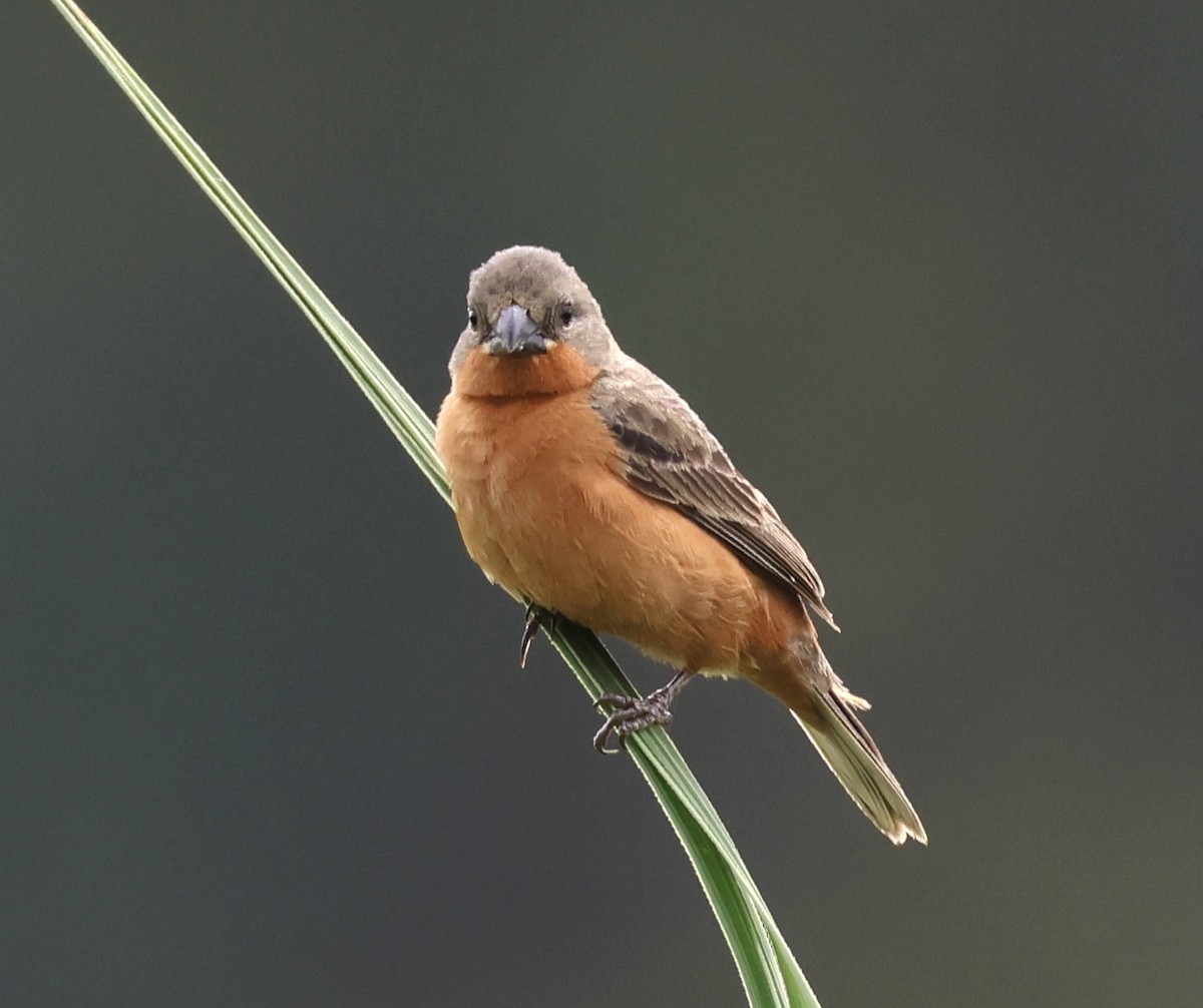 Ruddy-breasted Seedeater - ML620281000