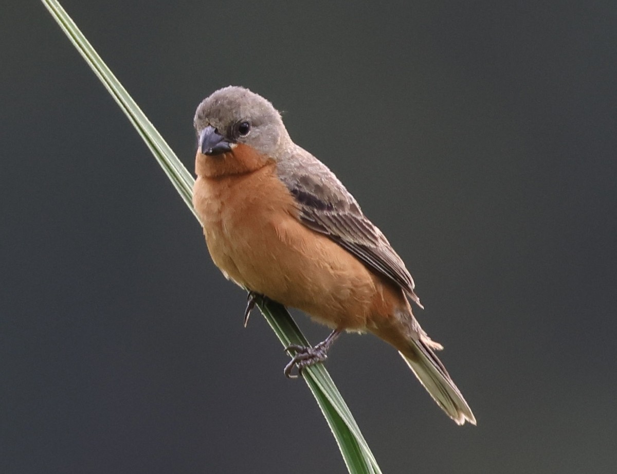 Ruddy-breasted Seedeater - ML620281001