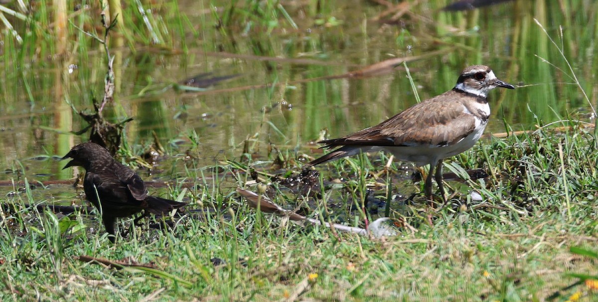 Killdeer - ML620281003