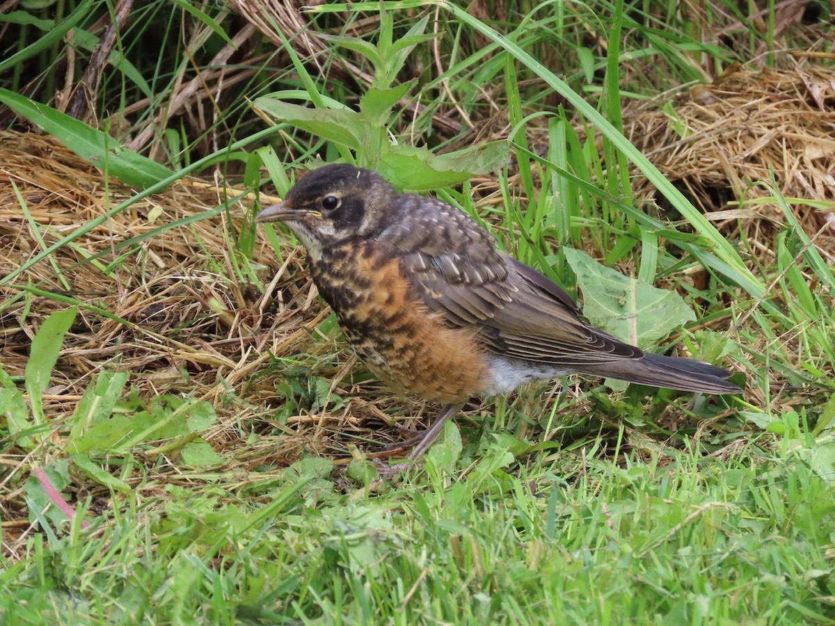 American Robin - ML620281009