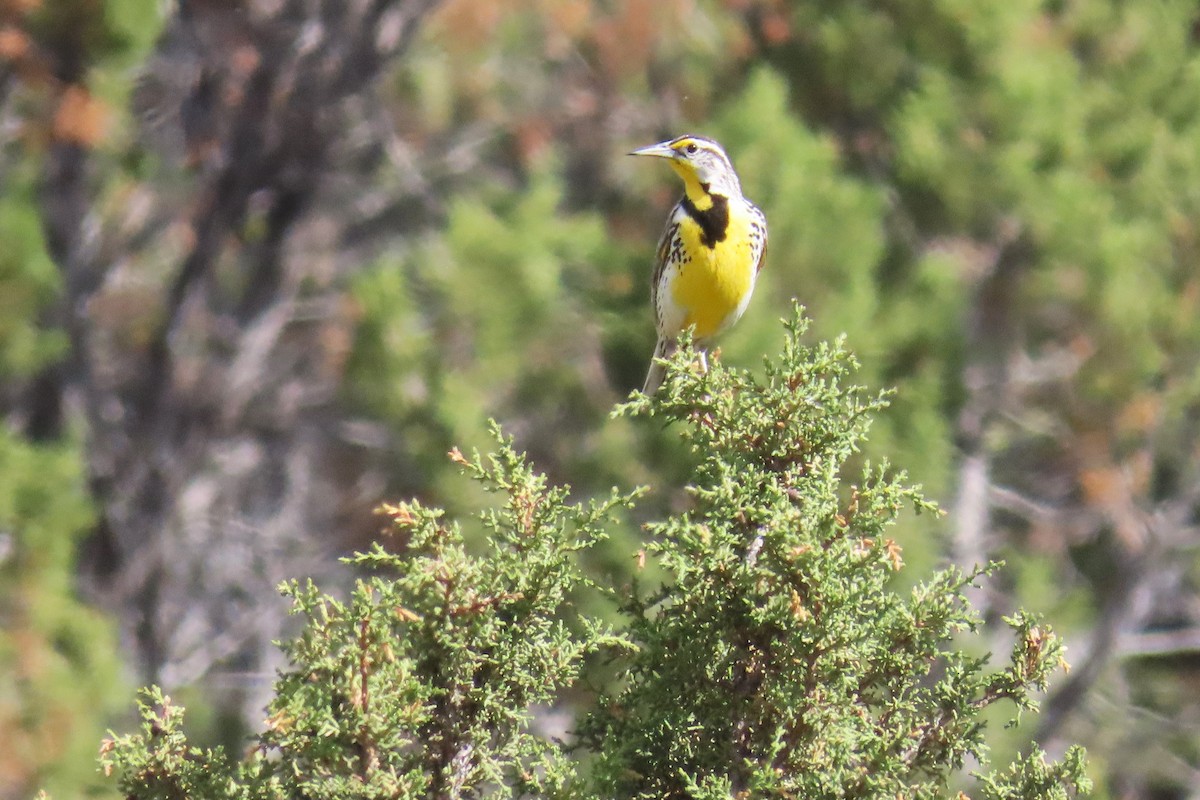 Western Meadowlark - ML620281012