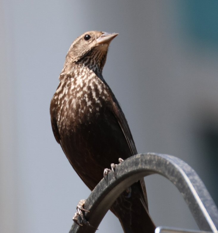 Red-winged Blackbird - ML620281013