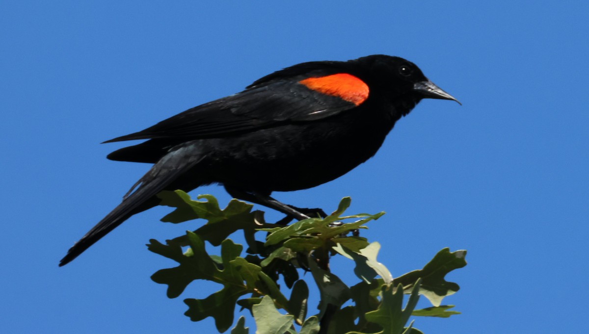 Red-winged Blackbird - ML620281014