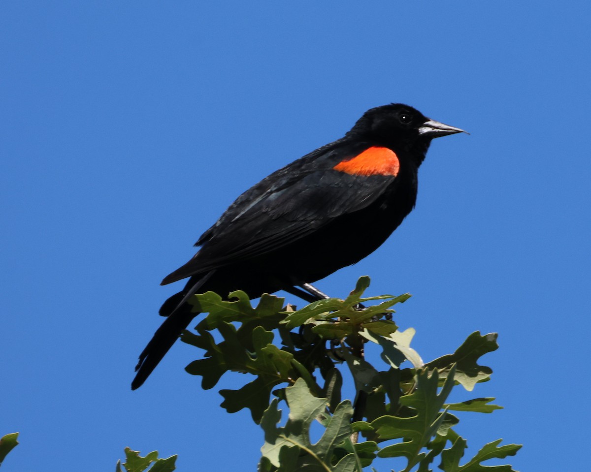 Red-winged Blackbird - ML620281015